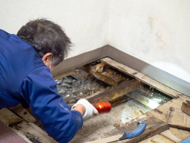 Crawl Space Mold Removal in Tullytown, PA