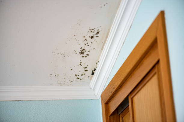 Mold Testing and Removal in Tullytown, PA