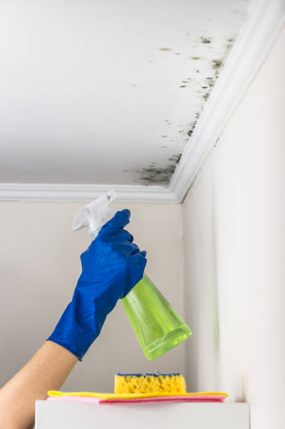 Best Toxic Mold Removal  in Tullytown, PA